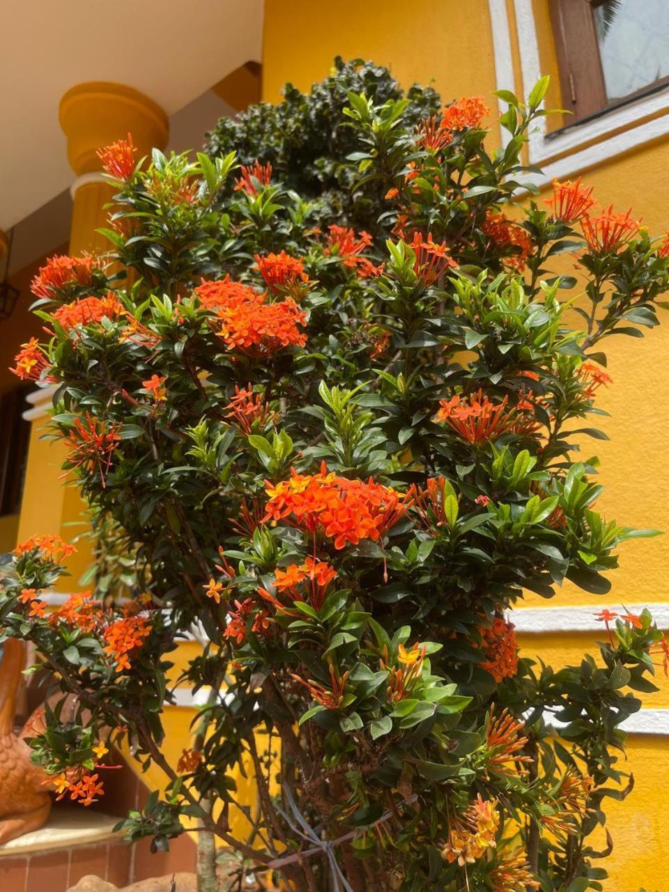 比纳里姆 敏瑞雅旅馆酒店 外观 照片
